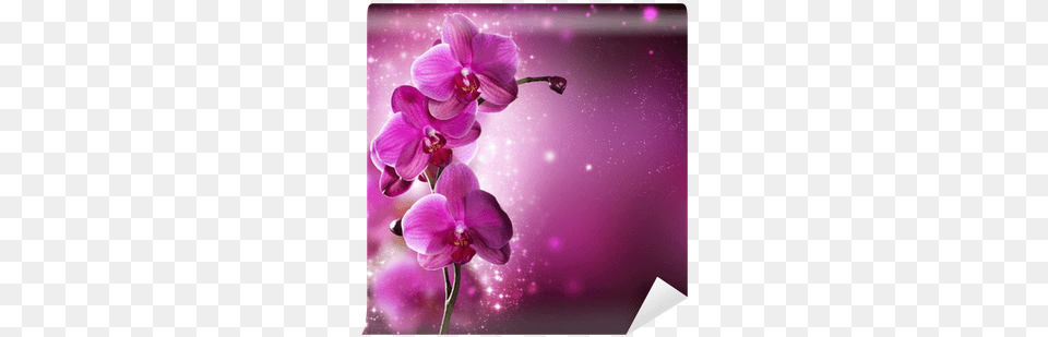 Full Wall Orchid Flower, Plant, Purple, Geranium, Petal Free Png Download