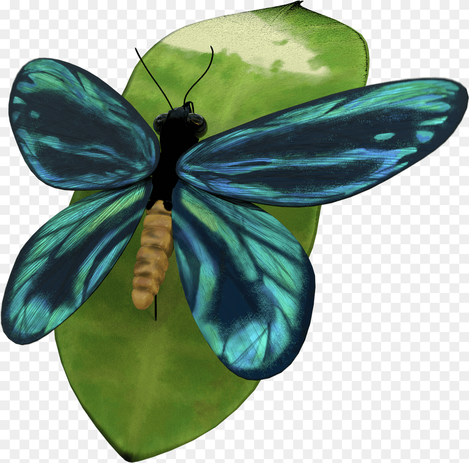 Full Wings Lycaenid, Animal, Bee, Insect, Invertebrate Free Transparent Png