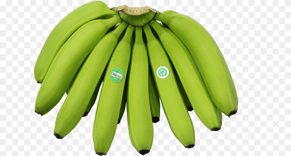 Fullhand Saba Banana, Food, Fruit, Plant, Produce Free Transparent Png