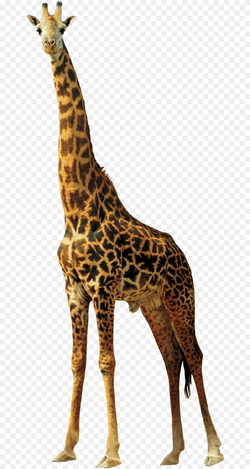 Fullscreen, Animal, Giraffe, Mammal, Wildlife Png