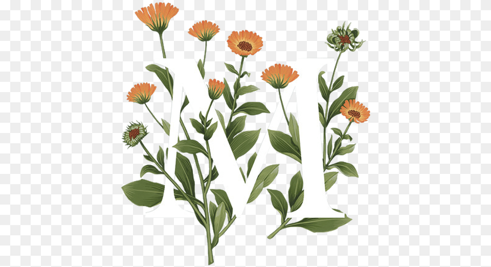 Fullscreen, Herbal, Plant, Herbs, Pattern Png Image