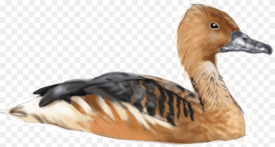 Fulvous Whistling Duck, Animal, Bird, Anseriformes, Waterfowl Free Png Download