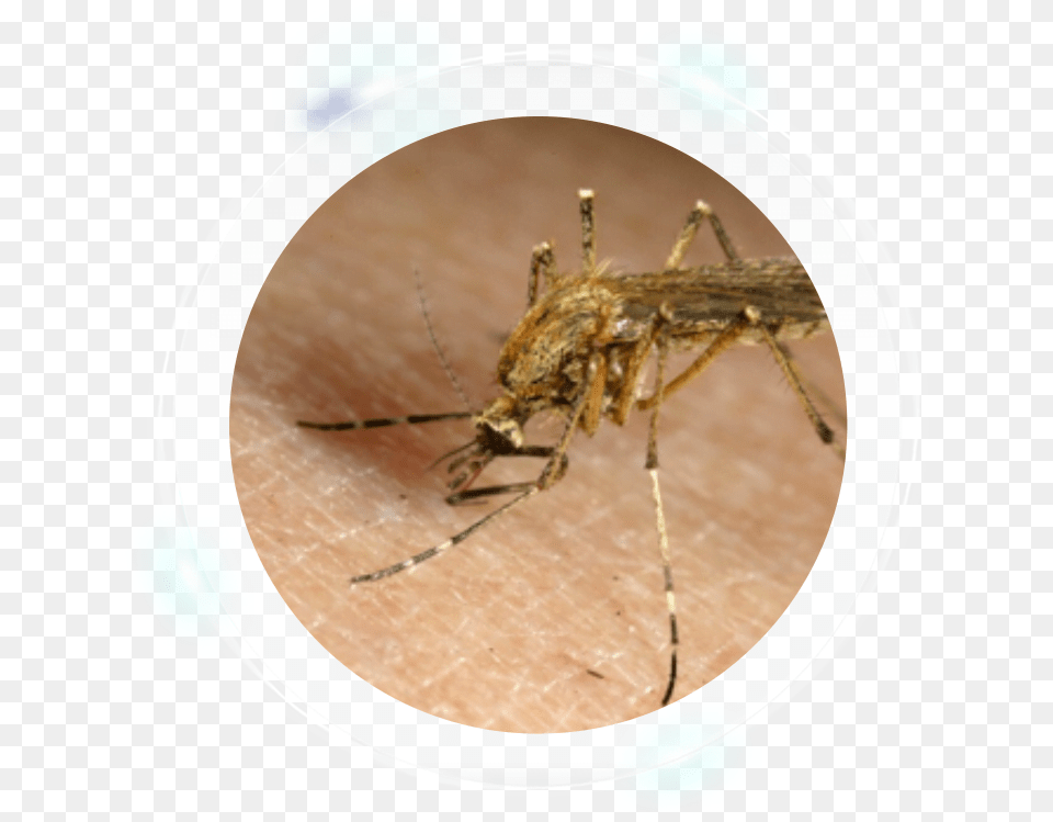 Fumigation Services Mosquito, Animal, Insect, Invertebrate Free Transparent Png
