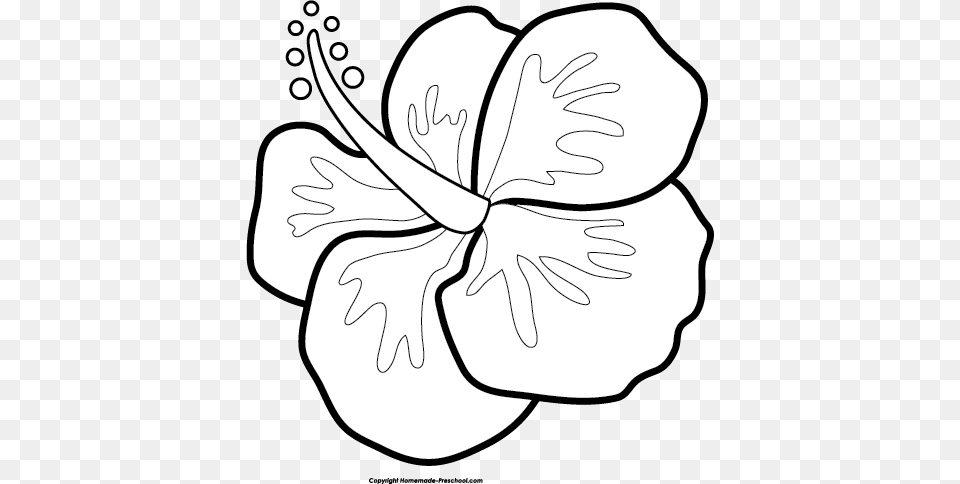 Fun And Luau Clipart Ready For Personal And Commercial, Flower, Plant, Hibiscus, Baby Png Image