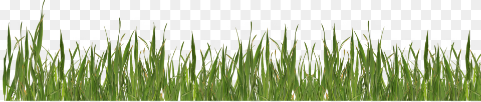 Fun Bunny In Grass Round Ornament, Plant, Vegetation, Lawn, Reed Png Image