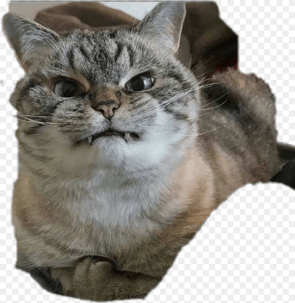 Fun Funny Funnyface Reaction Photo Angry Wtf Nenen Angry Cat Funny Face, Abyssinian, Animal, Mammal, Pet Png Image