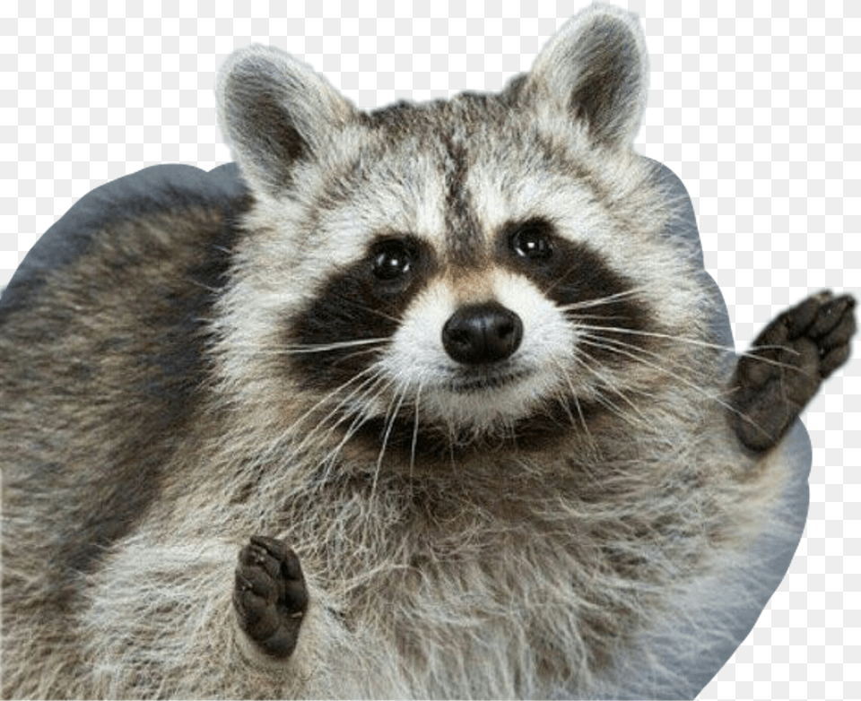 Fun Racoon Cute Fluffy Raccoon, Animal, Mammal, Canine, Dog Free Transparent Png