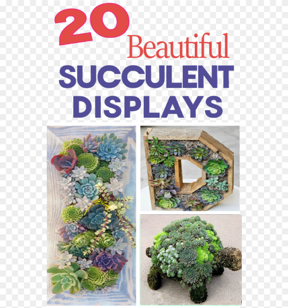 Fun Ways To Use Succulents In Your Home Decor This Succulent Garden, Plant, Potted Plant, Food, Kale Png