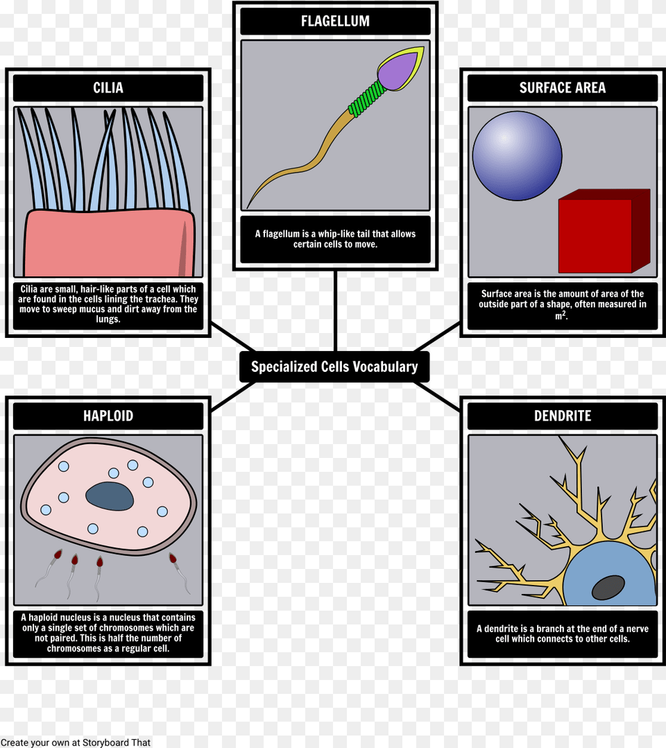 Function Animal Cell Diagram Pearson, Balloon Png