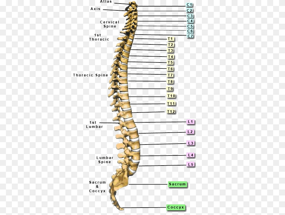 Function Below The Level Of Spinal Cord Injury Will Skeletal Spine Free Transparent Png