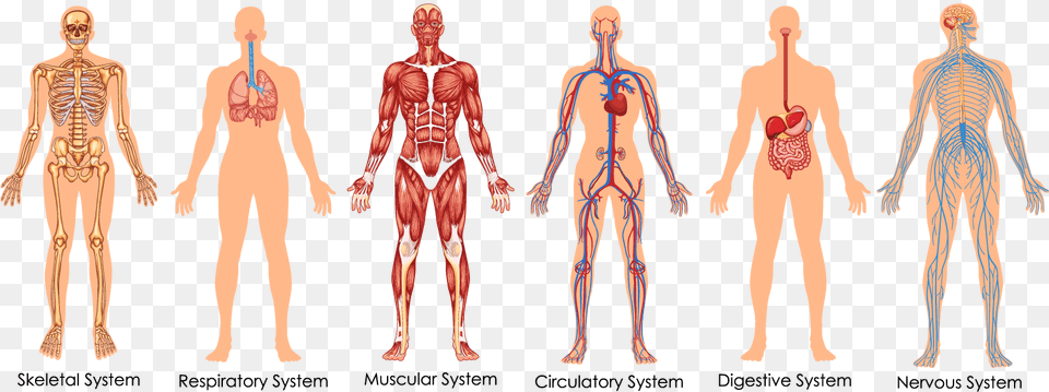 Functional Integrative Spinal Correction Body Systems Diagram, Adult, Male, Man, Person Free Transparent Png