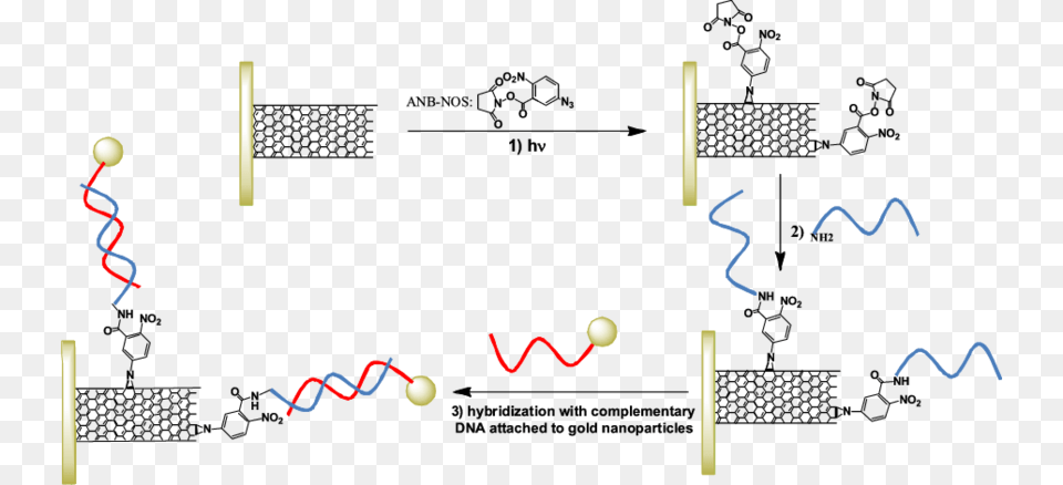 Functionalization Of Sidewalls And Tips Of Cnts By Diagram Png Image