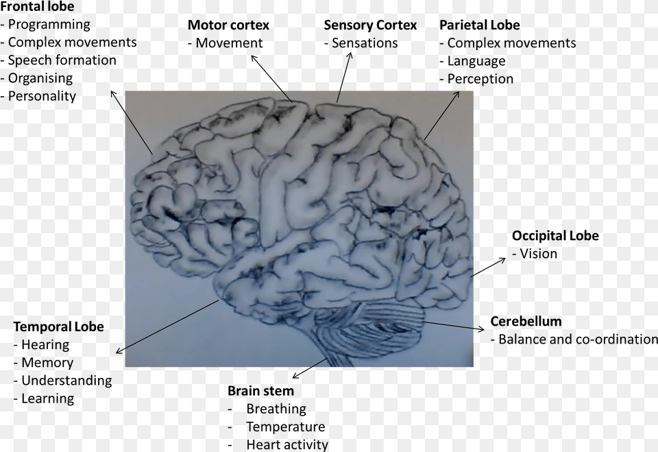 Functions Of Areas Of The Human Brain Brain With Dementia, Animal, Sea Life, Sea, Reef Free Transparent Png