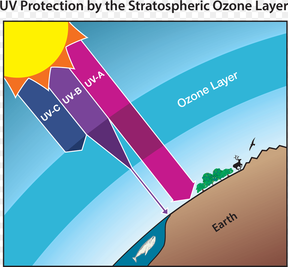 Functions Of Ozone Layer, Advertisement, Chart, Plot, Art Free Transparent Png