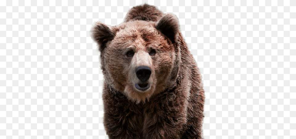 Fundacin Oso De Asturias Oso Pardo Bear, Animal, Mammal, Wildlife, Brown Bear Png Image