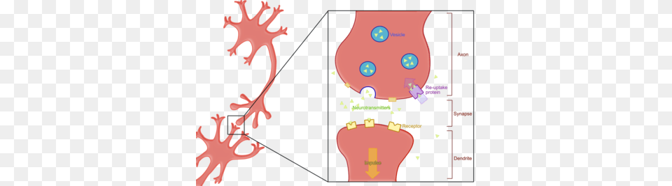 Fundamentals Of Neuroscienceneural Signaling, Chart, Plot Png Image