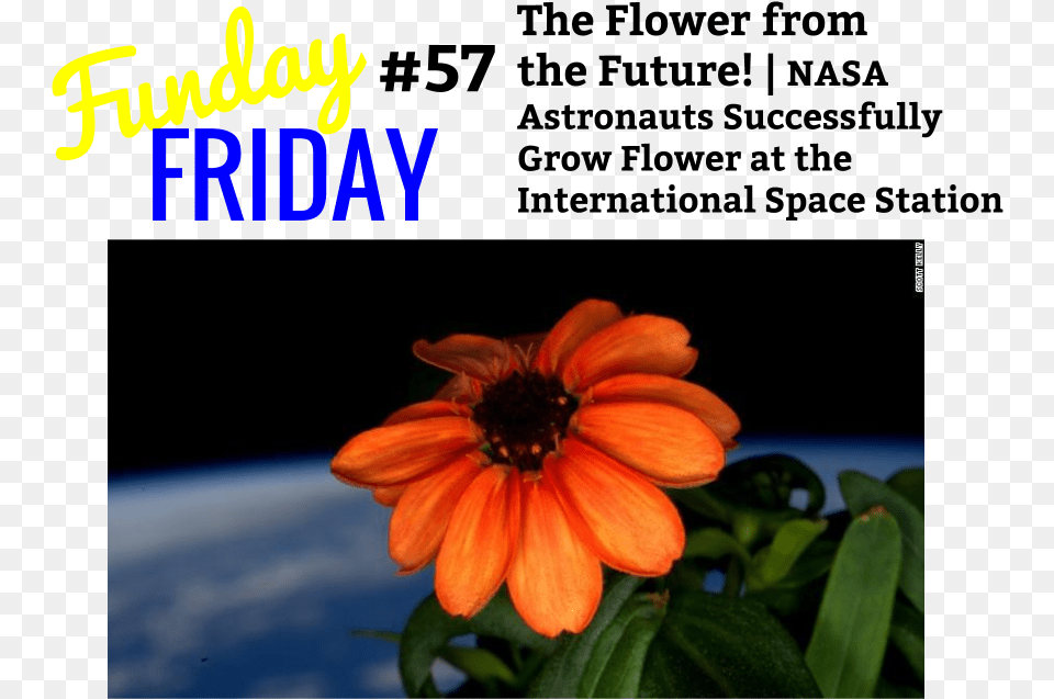 Funday Friday Zinnia Flower In Space, Anther, Daisy, Petal, Plant Free Png Download
