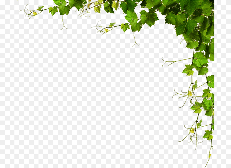 Fundo, Leaf, Plant, Vine, Ivy Free Transparent Png