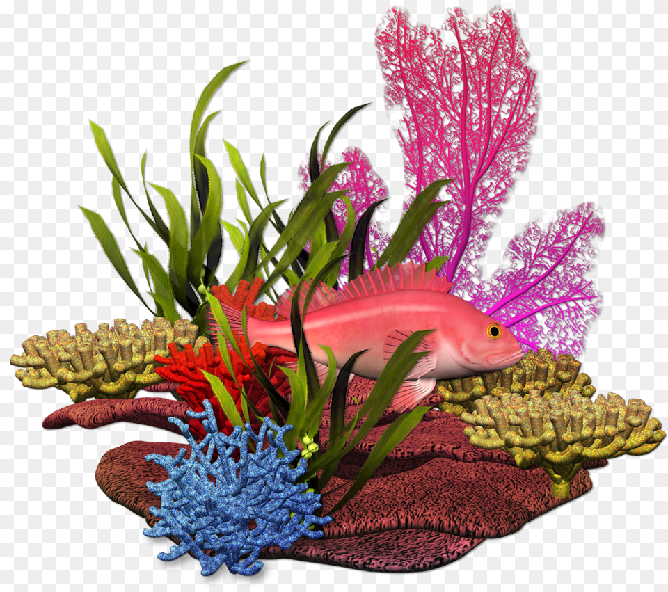 Fundo Do Mar Marine Plants Marimo Under The Sea Embroidery, Water, Aquatic, Plant, Flower Png