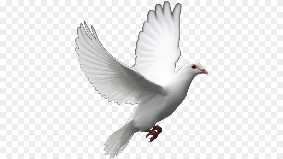 Funeral Dove Release Can Supp Dove Bird Transparent Background, Animal, Pigeon Free Png