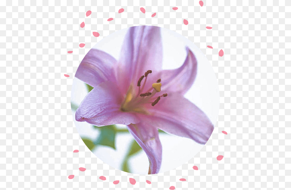 Funeral Flowers Types Of To Express Your Sympathy Pink Flowers Lillies Philippines, Anther, Flower, Petal, Plant Png Image