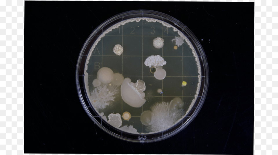 Fungal And Bacterial Colonies Growing On A Petri Dish Hd Bacterias Free Png