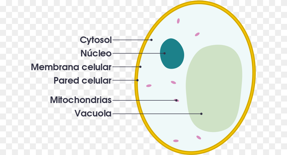 Fungal Cell Vs Animal Cell, Astronomy, Moon, Nature, Night Free Png Download