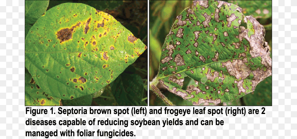 Fungal Diseases Of Soybean, Leaf, Plant, Vegetation Free Png