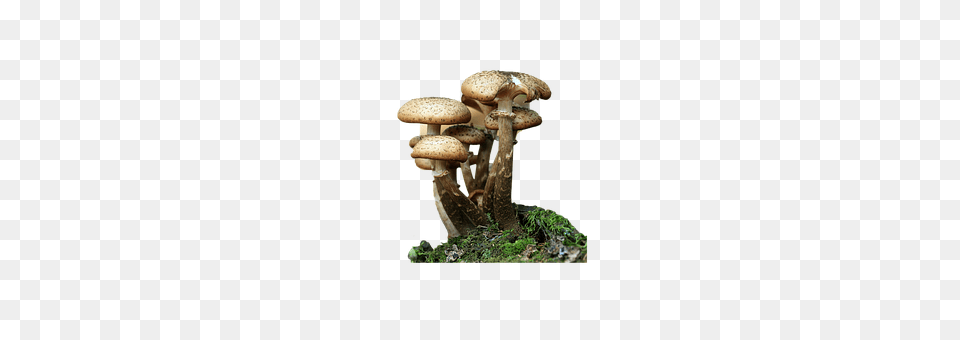 Fungi Fungus, Plant, Mushroom, Agaric Free Png Download