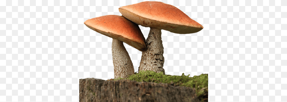 Fungi 3 Image Fungi, Fungus, Plant, Tree, Agaric Png