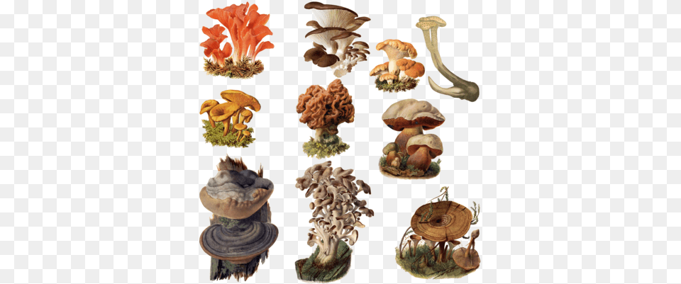 Fungi 5 Mushrooms, Fungus, Plant, Mushroom, Agaric Free Transparent Png