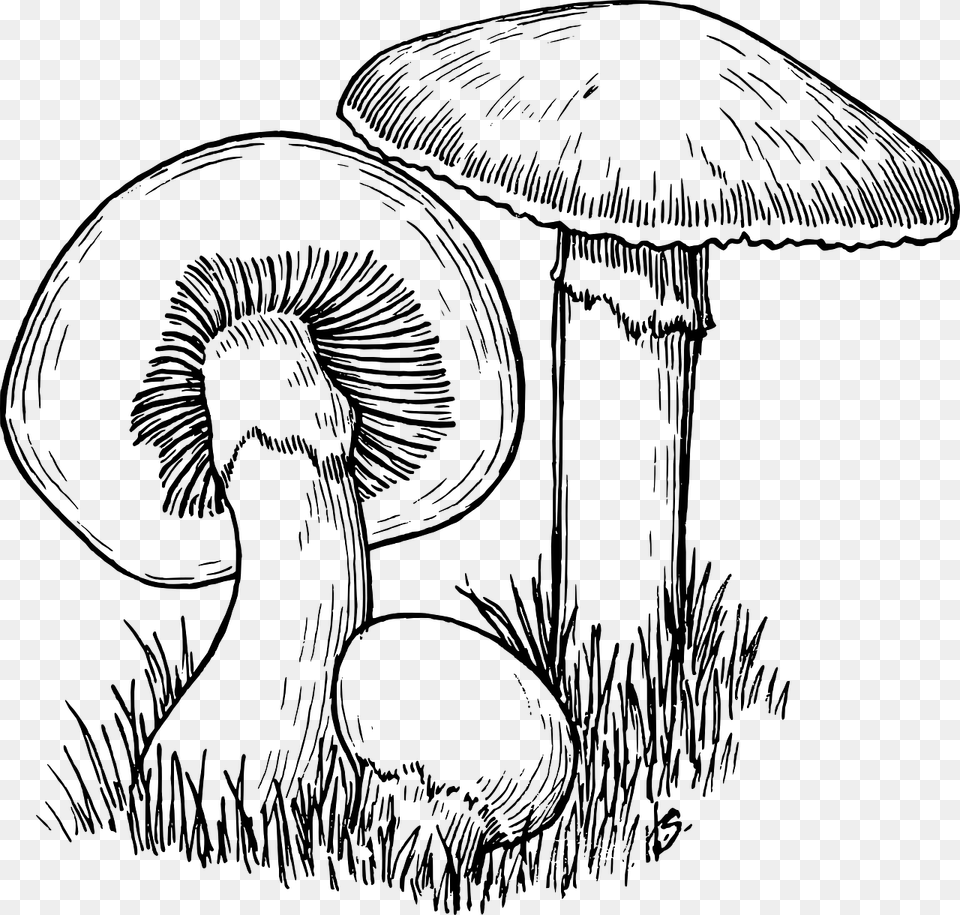 Fungi Black And White, Gray Free Png