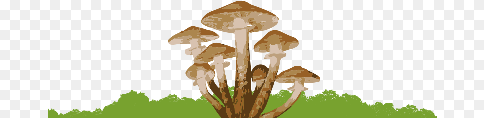 Fungi Bottom Honey Mushroom, Fungus, Plant, Agaric, Amanita Free Png