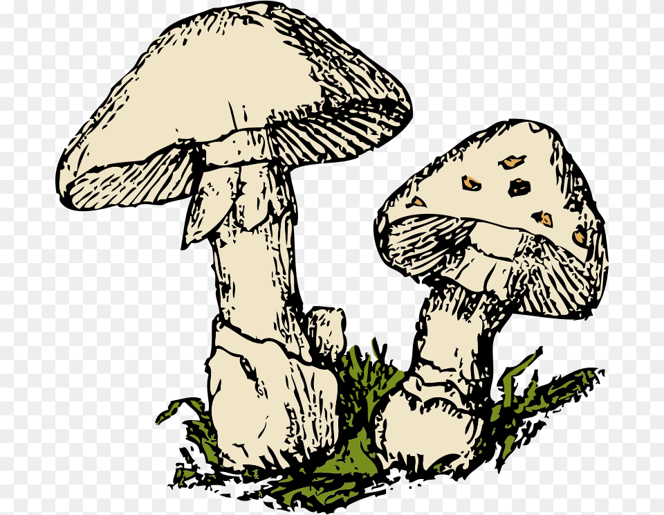 Fungi Clipart, Baby, Person, Agaric, Fungus Png