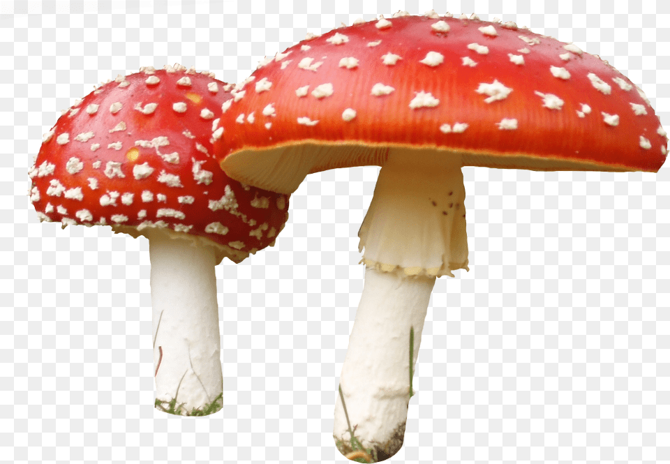 Fungi Clipart Background Mushroom, Fungus, Plant, Agaric, Amanita Png Image