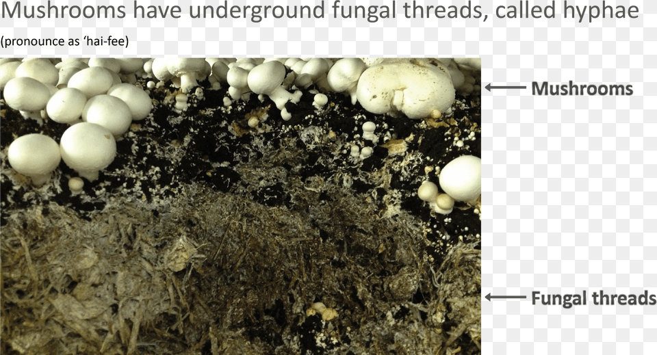 Fungi For The Future Free Png Download
