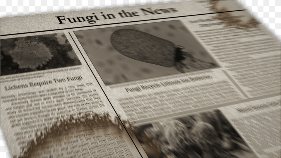 Fungi In The News Image Fungus, Newspaper, Text Free Png