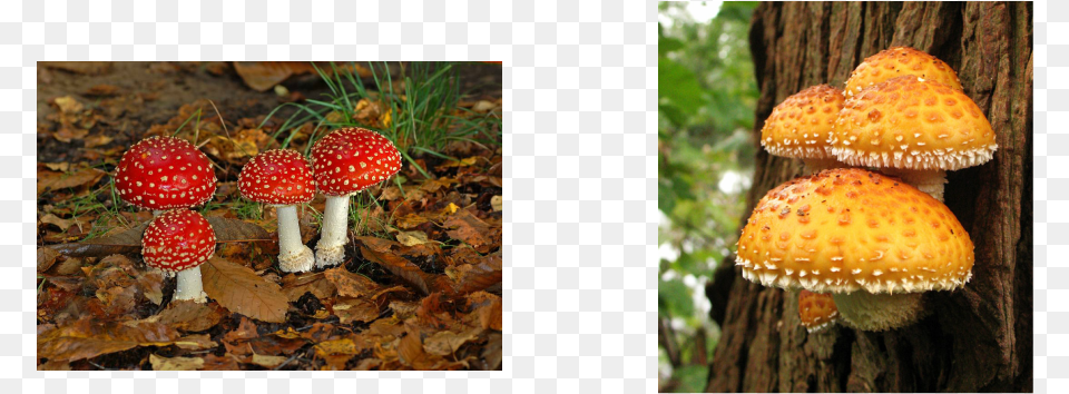 Fungi Is A Type Of Microorganism 5 Reinos Con Nombres, Fungus, Plant, Agaric, Amanita Png Image