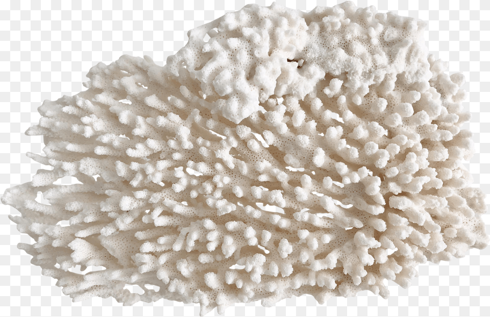 Fungus Png