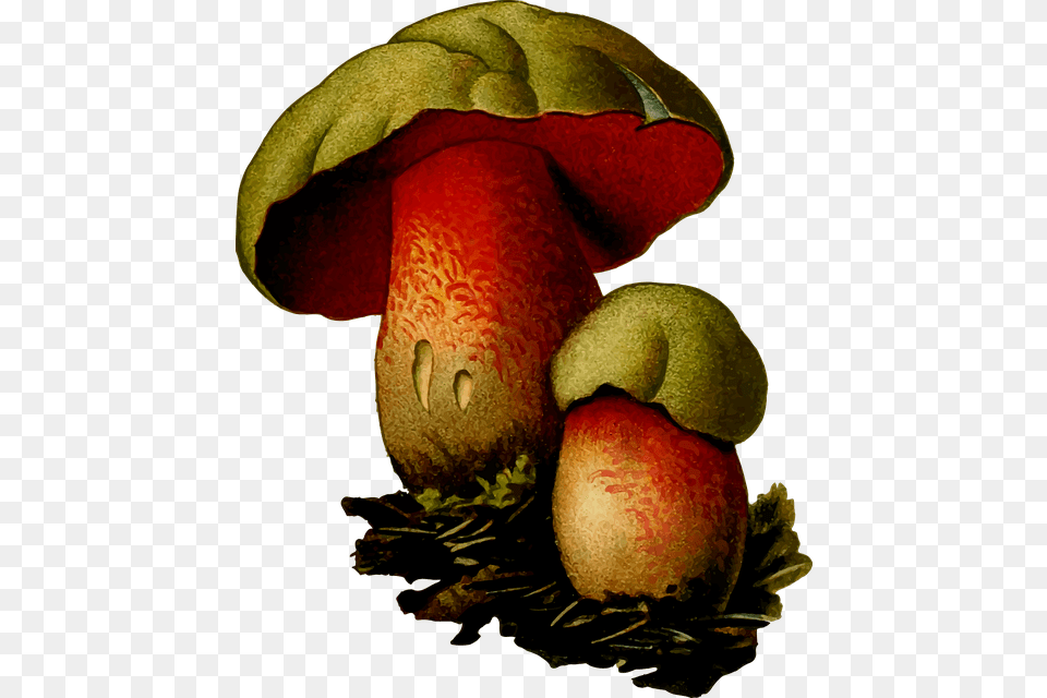 Fungus, Food, Fruit, Pear, Plant Png