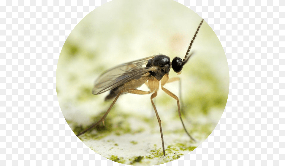 Fungus Gnat Oval Fungus Gnat, Animal, Bee, Insect, Invertebrate Free Png