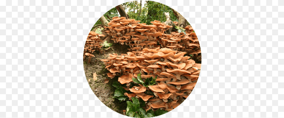 Funky Fungi U2013 Wonders Of Biology Tree Stump, Fungus, Plant, Agaric, Mushroom Free Transparent Png