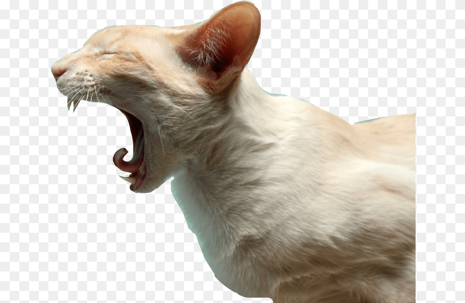 Funny Animal Pictures Black And White, Cat, Mammal, Pet Free Png Download