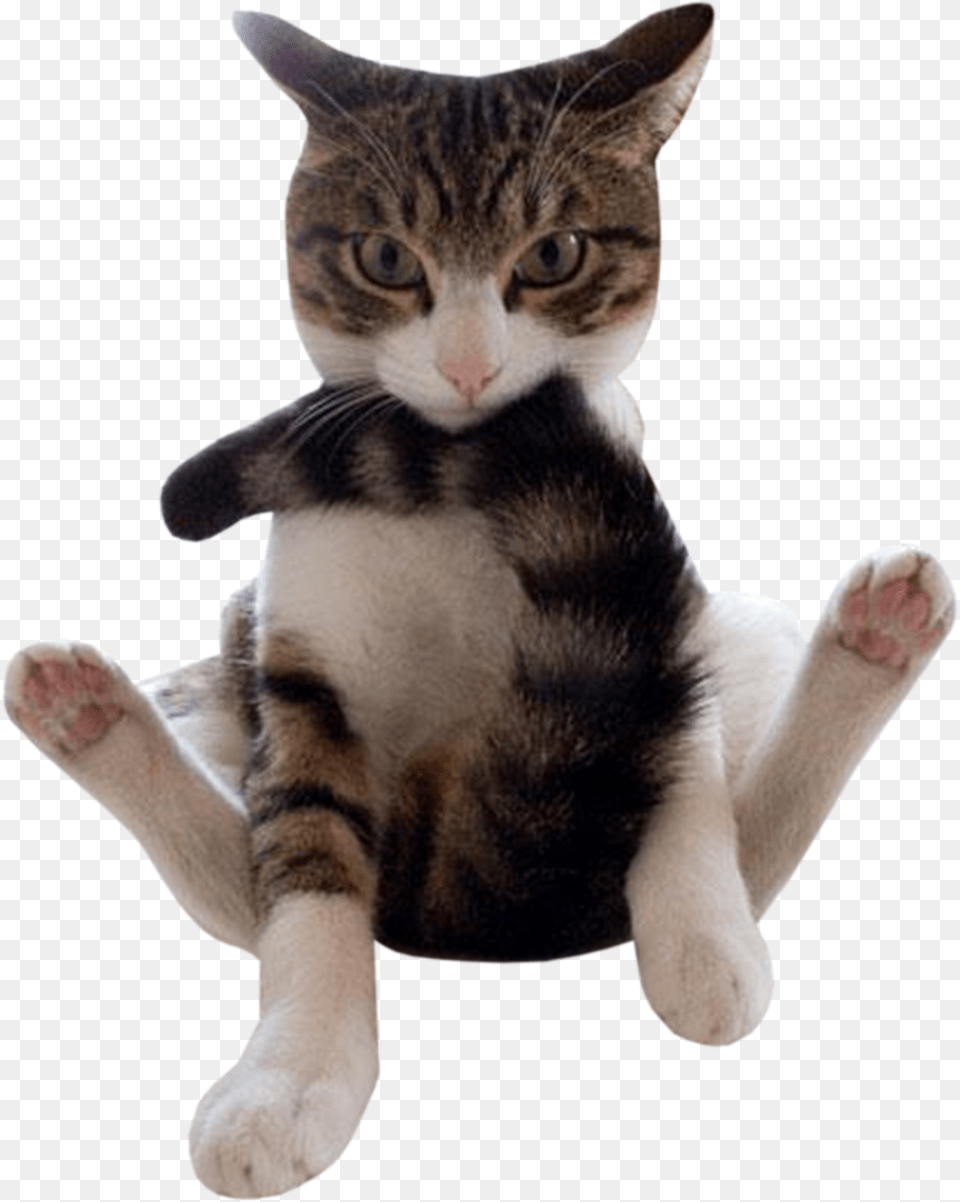 Funny Animals Cat Biting Its Tail, Animal, Mammal, Manx, Pet Free Transparent Png