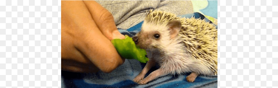 Funny Baby Animals Domesticated Hedgehog, Animal, Mammal, Rat, Rodent Png