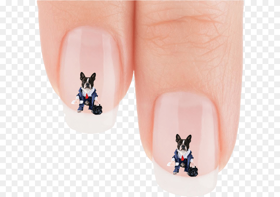 Funny Boston Terrier, Body Part, Hand, Nail, Person Free Transparent Png
