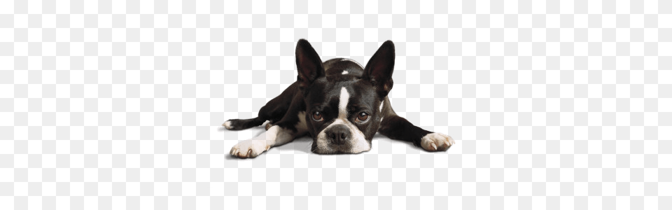 Funny Boston Terrier Fart Names, Animal, Canine, Dog, Mammal Png