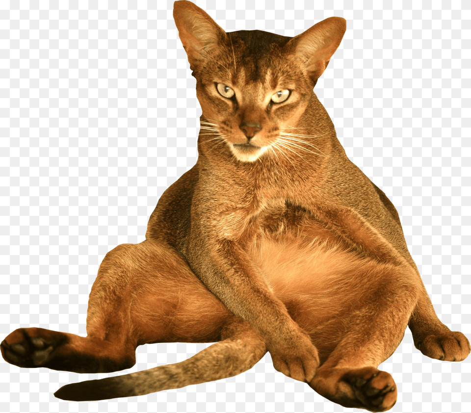 Funny Cat Cat Transparent Background, Abyssinian, Animal, Mammal, Pet Free Png Download