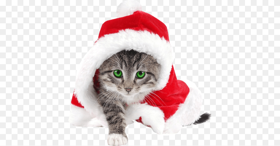 Funny Cat In Santa Christmas Hat Stock Images Striped Cat Dressed Like Santa For Christmas, Animal, Kitten, Mammal, Pet Free Png Download