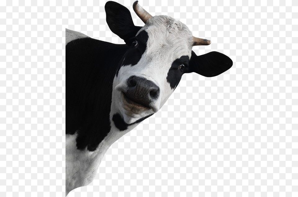 Funny Cow No Background, Animal, Cattle, Livestock, Mammal Free Png Download